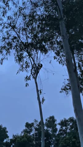 A small bird perched on a tree branch, surrounded by natural greenery. Calm atmosphere, soft light, and a peaceful wildlife moment.