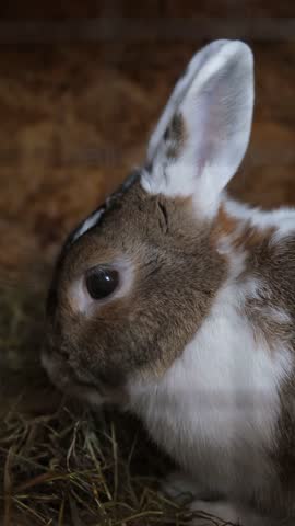 Cute rabbit pet on a straw. Rabbit Farm