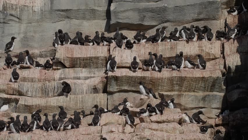 Vast colony of black-and-white seabirds packed on coastal cliffs, perching and nesting on rock ledges streaked with stains, shown across two frames of cliffside activity