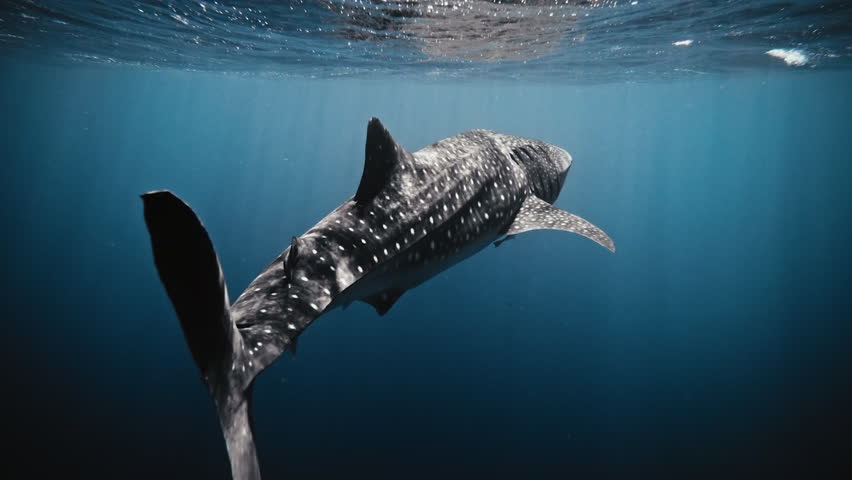 Whale shark swimming in sea near a water surface.