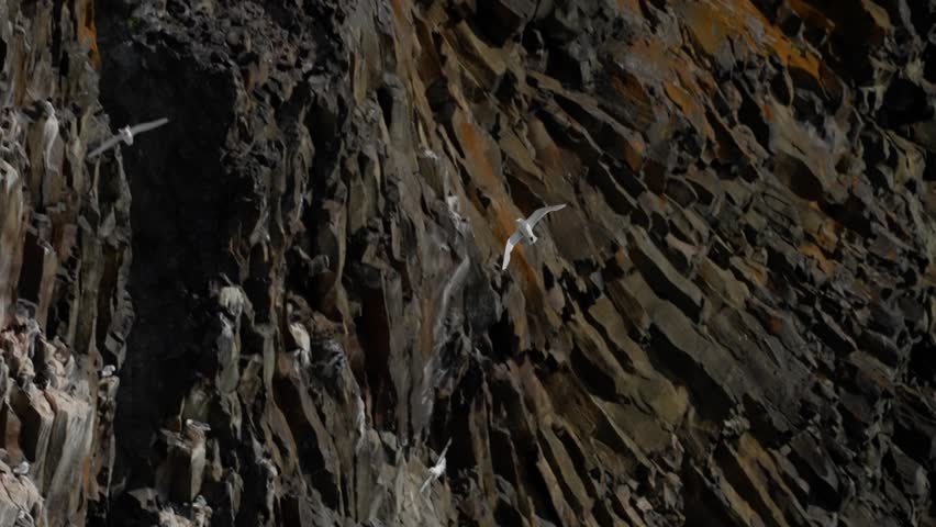 Seabirds wheel and gather along a rugged basalt cliff, with dark auks lining narrow ledges and pale gulls gliding past the layered rockface of a dramatic coastal nesting colony.
