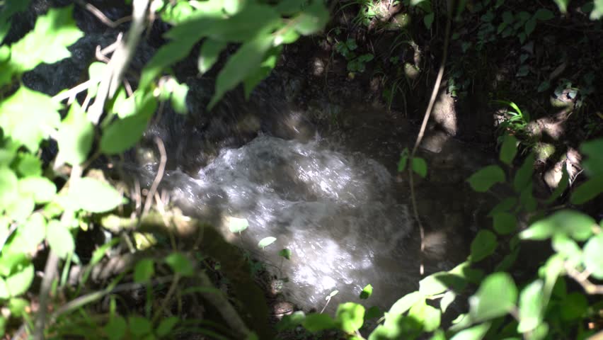 Relaxing ambience in a green summer forest. Trees, leaves, nature.