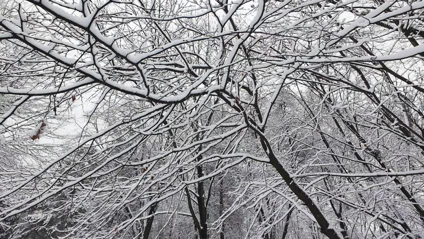 Snow-covered branches create an intricate natural pattern against the winter sky. Fresh white snow heavily coats the bare tree limbs. This serene, cold forest scene captures the quiet beauty of winter