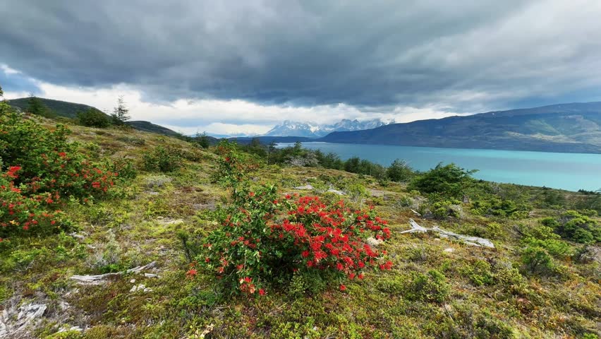 	Scenic view of Lago del Toro in Chilean Patagonia with the Chilean firebush in the foreground