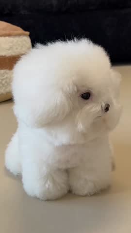 Cute white Bichon Frisepuppy sitting on table looking at camera.