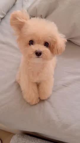 Adorable cream Maltipoo puppy sitting on bed looking at camera.