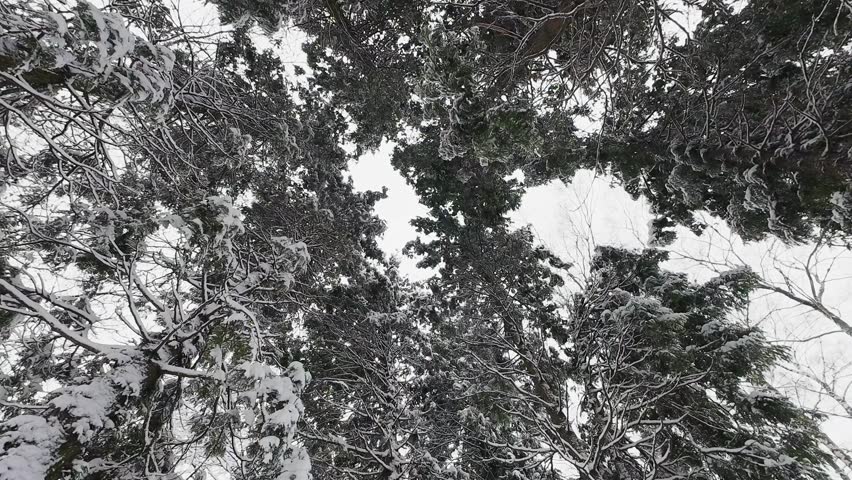 Trunks and branches of a Thuja occidentalis tree covered in snow in a park in winter.