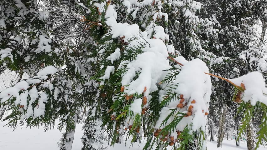 Trunks and branches of a Thuja occidentalis tree covered in snow in a park in winter.