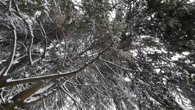 Snow-covered evergreen branches reach towards a bright winter sky. The dense, frosted canopy creates a serene, cold-weather scene. This tranquil forest view captures the quiet beauty of a snowy day. - Powered by Shutterstock - Get 15% off with code: PIKWIZARD15