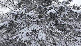 Snow covers the evergreen branches in a winter forest. The white landscape is peaceful and cold. This natural scenery provides a beautiful seasonal background. - Powered by Shutterstock - Get 15% off with code: PIKWIZARD15