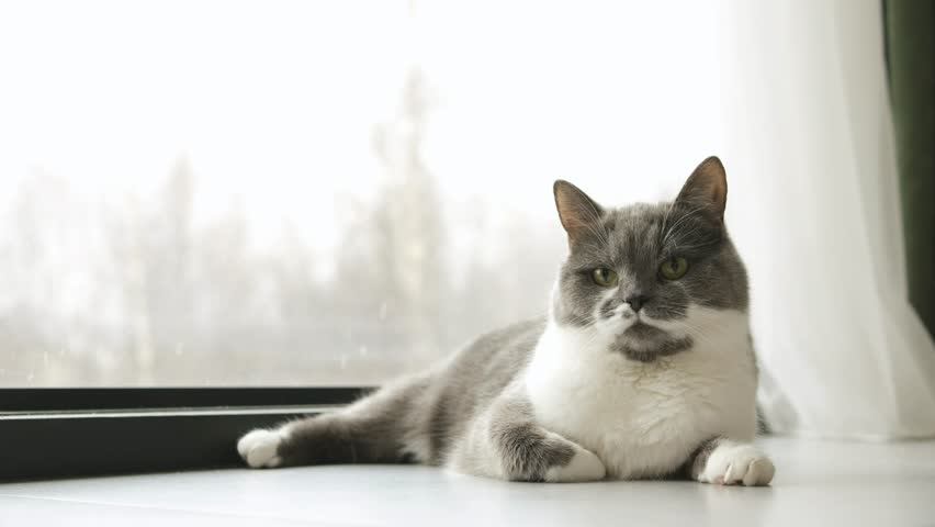 Gray domestic cat with white chest lying near window and looking into room. Peaceful cozy home moment showing pet relaxation, calmness and natural feline behavior.
