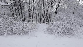 A dense forest is completely covered in fresh white snow. The bare branches of the trees and bushes are heavy with snow. This beautiful winter landscape offers a serene and peaceful natural background - Powered by Shutterstock - Get 15% off with code: PIKWIZARD15