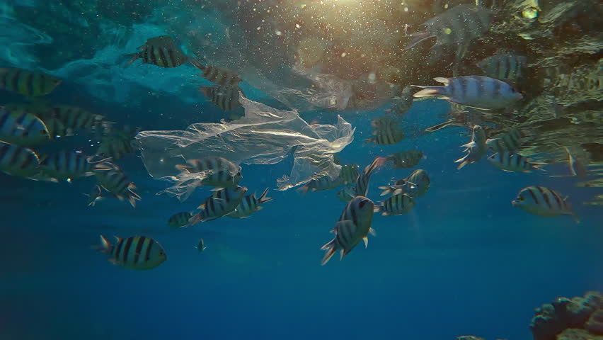 Silhouettes of Indo-Pacific Sergeant Fish swimming and feeding under the surface of the water around a drifting torn transparent plastic bag on a sunny day in the glare of the sun, Backlighting