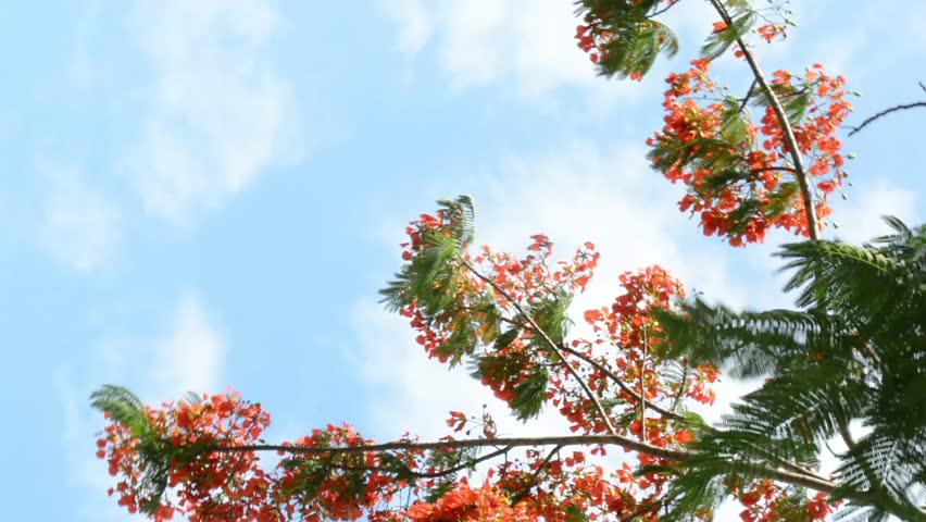 Looking up at the canopy of a Royal Poinciana (Flamboyant) tree, showcasing its vivid orange and red blossoms against a bright, cloudy blue sky