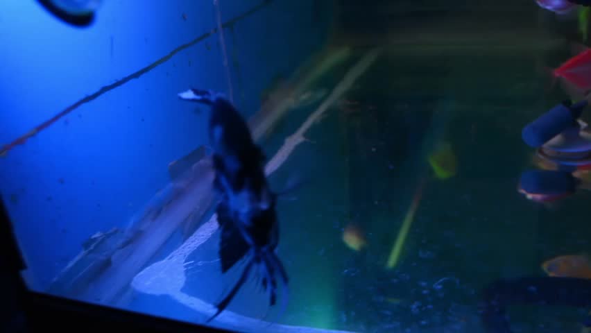 A beautiful Marble Angelfish in a home fish tank with dark water, contrasting patterns, and a blurry background of colorful tropical fish