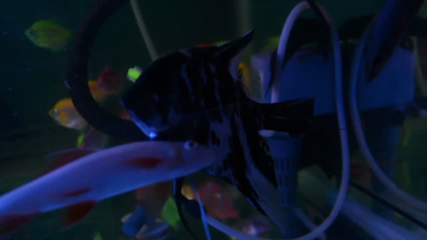 A beautiful Marble Angelfish in a home fish tank with dark water, contrasting patterns, and a blurry background of colorful tropical fish