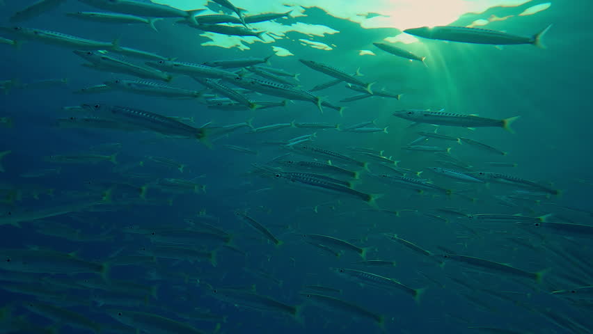 Close-up, school of Barracudas swimming under the surface and sparkling in bright sunset rays (Golden Hour), backlit by vibrant sunburst, view from below. Underwater close-up of a dense school of Yellowtail Barracudas (Sphyraena flavicauda). The shot captures the fish from a side profile as they glide steadily through the clear blue water column. The slow-motion footage highlights the shimmering silver scales, the elongated predatory shape, and the bright yellow caudal fins. The natural sunlight creates a soft glow on the school, emphasizing their synchronized movement.