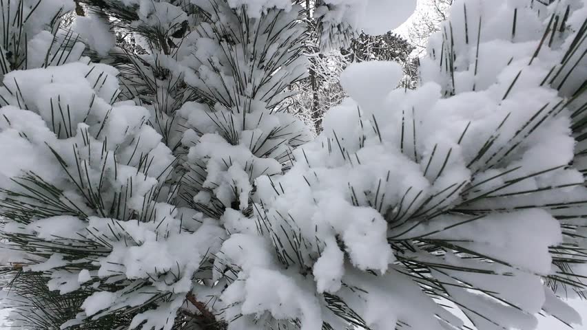Close-up view of snow-covered pine tree branches during winter. Fresh white snow is piled high on the green needles, creating a beautiful winter scene.
