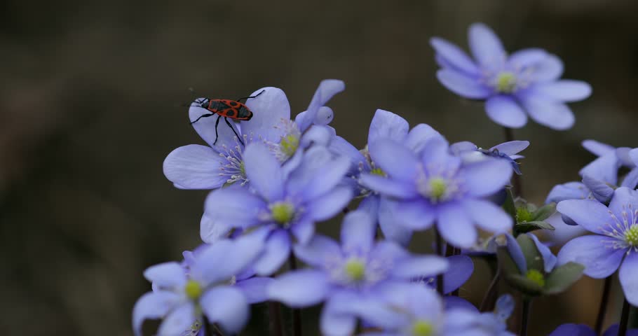 Liverwort Blooming Blue Hepatica Flower and European firebug in Wild Nature. Spring Time. Hepatica Nobilis . Beautiful Nature Scene