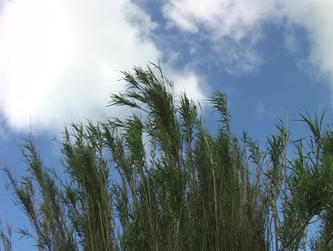 bamboo waving in the wind in Portugal