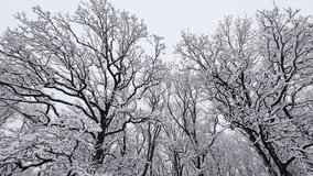 Snow-covered oak trees reach towards a grey winter sky. Intricate bare branches are heavily laden with fresh white snow. A serene and peaceful natural winter landscape view from below. - Powered by Shutterstock - Get 15% off with code: PIKWIZARD15