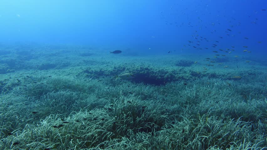 Amberjack fish hunting a boops boops fish bait ball in cristal sea water