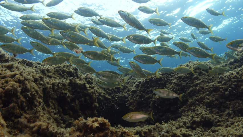 Gold banded fish shoal -salema fish- in cristal clear water