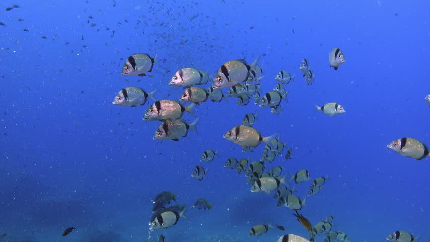 Two banded bream and brown meagre fishes in cristal clear blue water