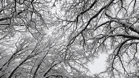 Snow-covered oak trees reach towards a grey winter sky. Intricate bare branches are heavily laden with fresh white snow. A serene and peaceful natural winter landscape view from below. - Powered by Shutterstock - Get 15% off with code: PIKWIZARD15