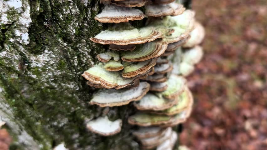 A group of mushrooms growing on a tree trunk.