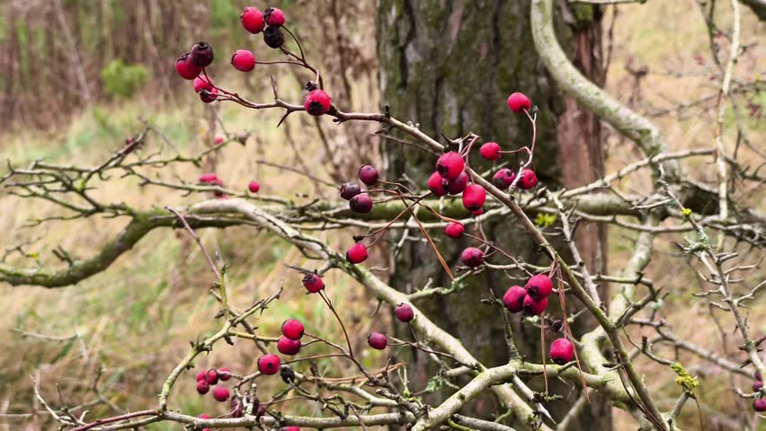 A bunch of red berries on a tree branch.
