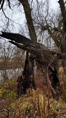 A fallen tree in the middle of a grassy field next to a body of water.