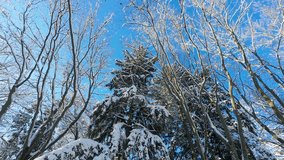A low-angle shot of snow-covered trees against a bright blue sky. Sunlight filters through the bare branches and evergreen boughs. Pine branches covered in snow. - Powered by Shutterstock - Get 15% off with code: PIKWIZARD15