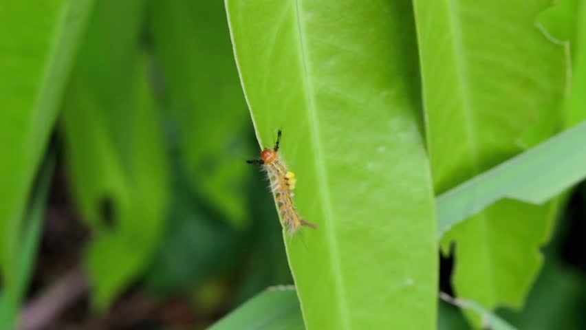Close-up video of a fuzzy, yellow-spotted Tussock moth caterpillar crawling and feeding on a bright green leaf. Detailed macro shots of wild insect life, nature, and the concept of metamorphosis.