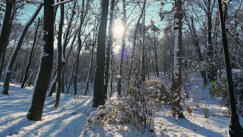 Winter landscape. Snow-covered ground and trees against a blue sky, illuminated by backlit sunlight.