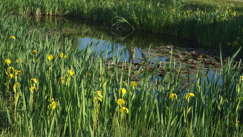 Vibrant yellow flag iris flowers bloom amidst tall green reeds at the edge of a tranquil pond. The water surface is covered with lily pads, creating a peaceful natural summer landscape.