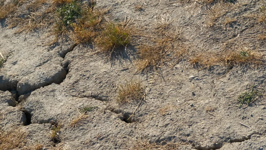 Dry cracked earth during extreme drought conditions. Closeup tracking shot of parched, cracked soil and dry grass, a powerful visual representation of drought, desertification, global warming