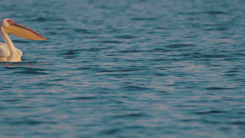 Pelican swims on the water surface
