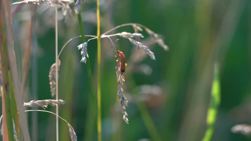 Close-up of a beetle crawling and climbing on a blade of grass in a lush green meadow, capturing detailed insect movement and natural behavior in a vibrant outdoor setting