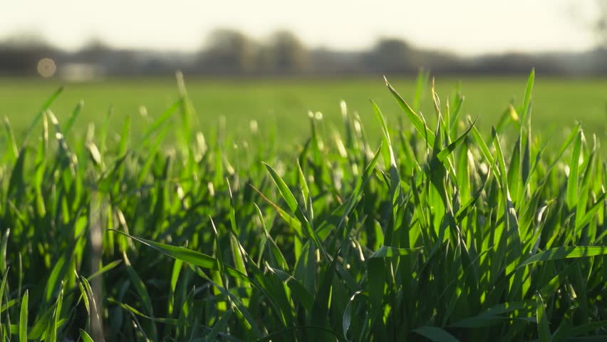 Green grass sways gently in the breeze on a sunny day in the countryside