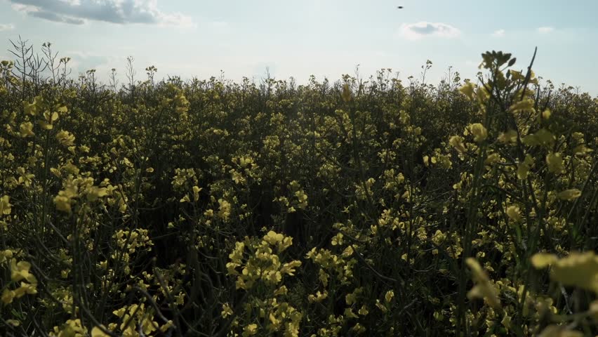 Yellow flowers bloom in a vast field under a clear blue sky during late afternoon