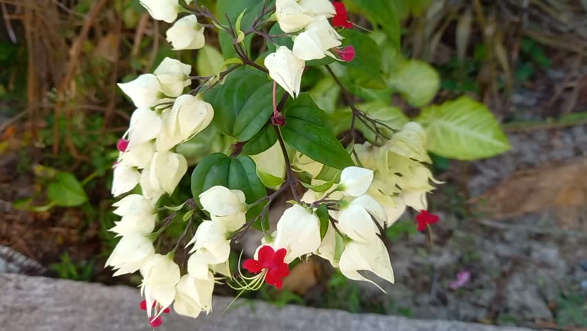 A close-up of a plant known as the Bleeding Heart Vine. It showcases vibrant red petals and lush green leaves, highlighting its beauty. This plant thrive in an outdoor garden setting.