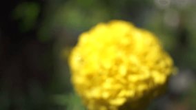 Close-up slow motion of a vibrant yellow Marigold flower (Tagetes) with water droplets on the petals, gently swaying in the light breeze. Beautiful nature macro shot - Powered by Shutterstock - Get 15% off with code: PIKWIZARD15