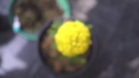 Close-up slow motion of a vibrant yellow Marigold flower (Tagetes) with water droplets on the petals, gently swaying in the light breeze. Beautiful nature macro shot - Powered by Shutterstock - Get 15% off with code: PIKWIZARD15