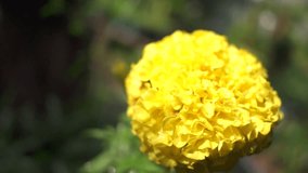 Close-up slow motion of a vibrant yellow Marigold flower (Tagetes) with water droplets on the petals, gently swaying in the light breeze. Beautiful nature macro shot - Powered by Shutterstock - Get 15% off with code: PIKWIZARD15