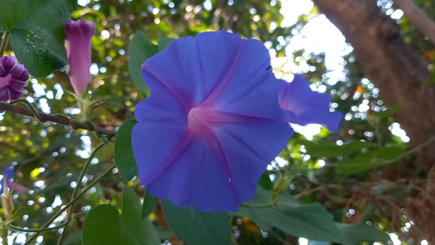 A purple morning glory flower blooming on a plant. It is depicted in an outdoor setting,