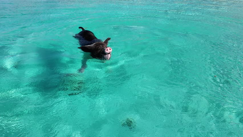 Pigs Beach At Exuma In Nassau Bahamas. Swimming Pigs. Caribbean Beach. Wildlife Scenery. Pigs Beach In Exuma In Nassau Bahamas. Tropical Travel.