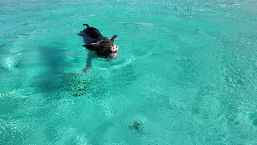 Pigs Beach At Exuma Islands In Nassau Bahamas. Beach Landscape. Swimming Pigs. Shades Of Blue Watercolor. Pigs Beach In Exuma Islands In Nassau Bahamas. Amazing Caribbean Sea.