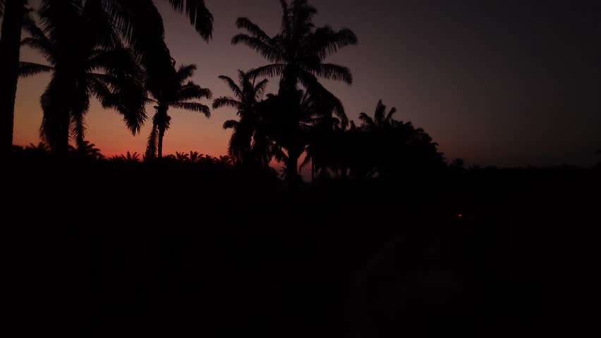 colorful dawn sky with the dark palm trees silhouette in the foreground.

