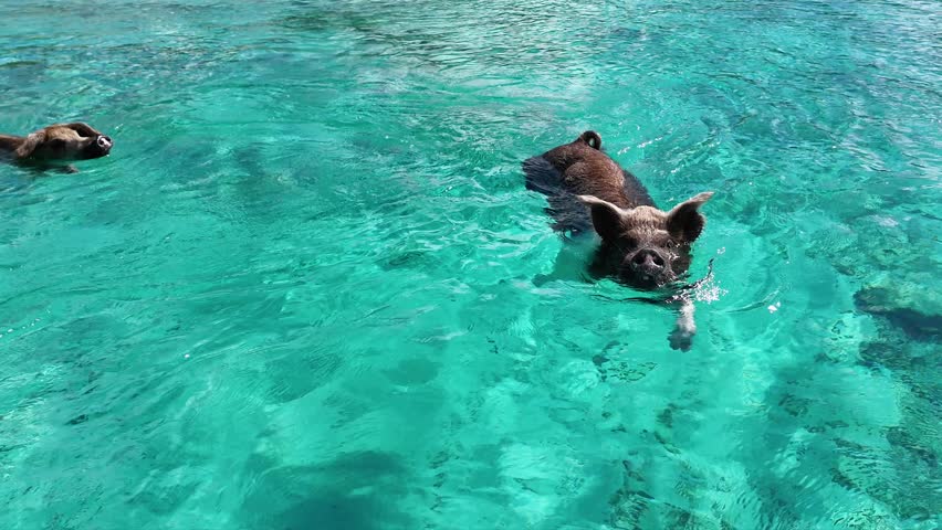 Pigs Beach At Exuma Islands In Nassau Bahamas. Beach Landscape. Swimming Pigs. Shades Of Blue Watercolor. Pigs Beach In Exuma Islands In Nassau Bahamas. Amazing Caribbean Sea.